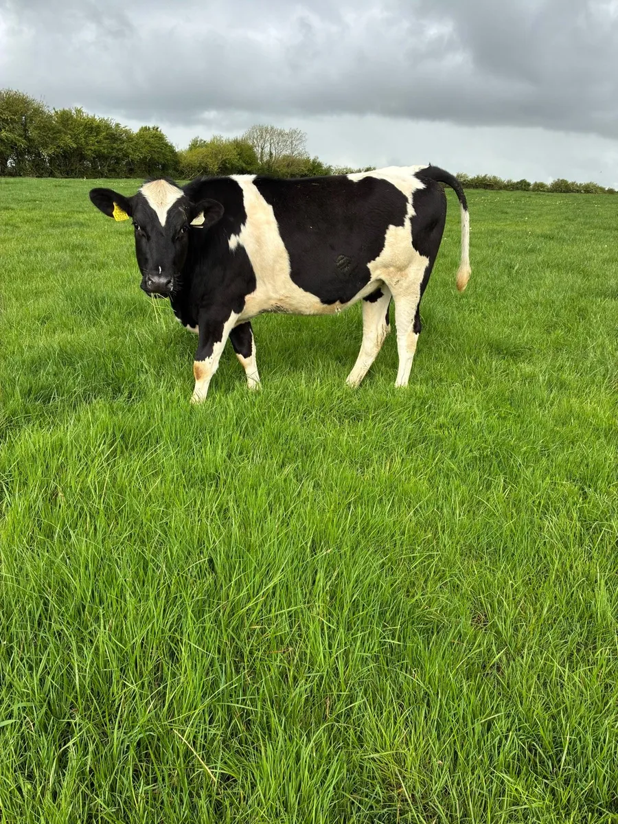 Pedigree maiden heifers - Image 1