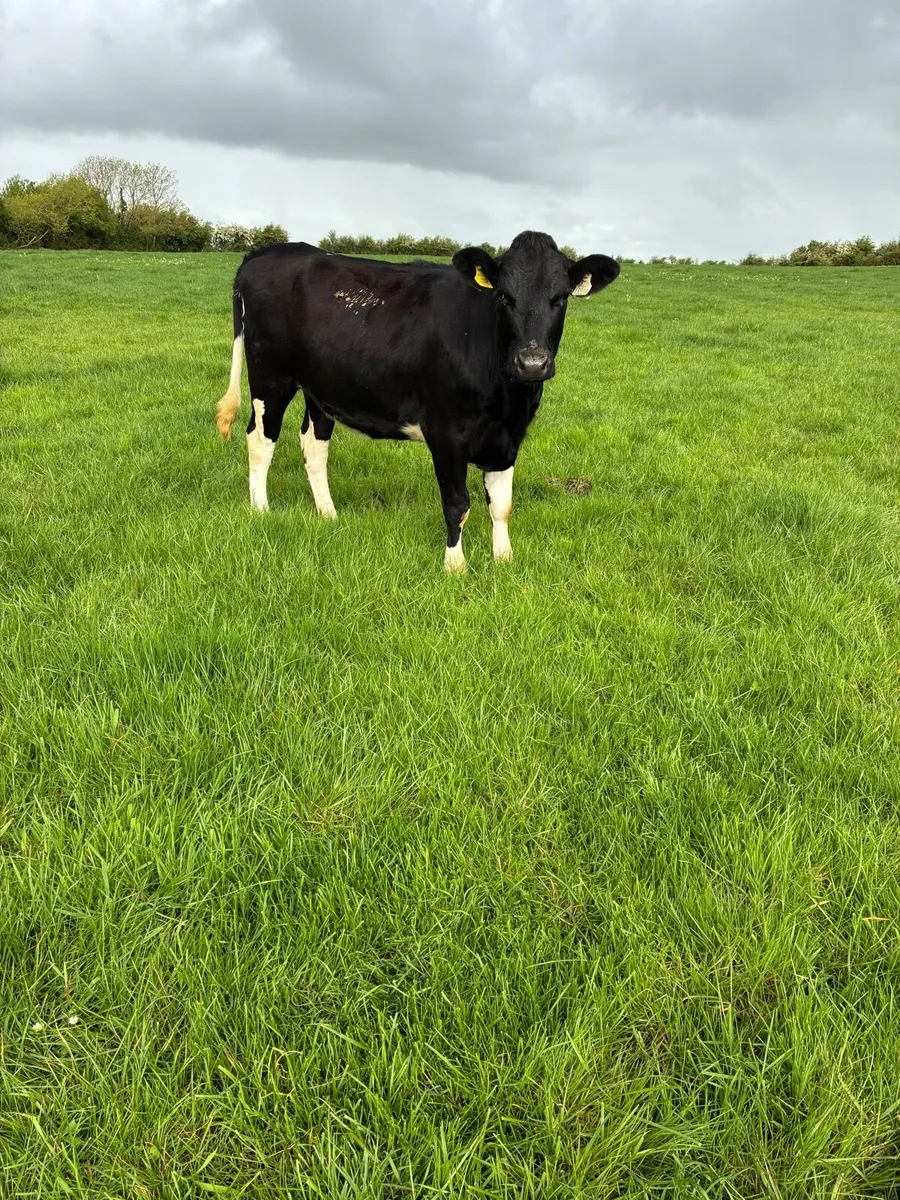 Pedigree maiden heifers - Image 3