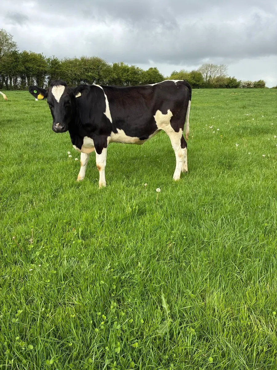 Pedigree maiden heifers - Image 2