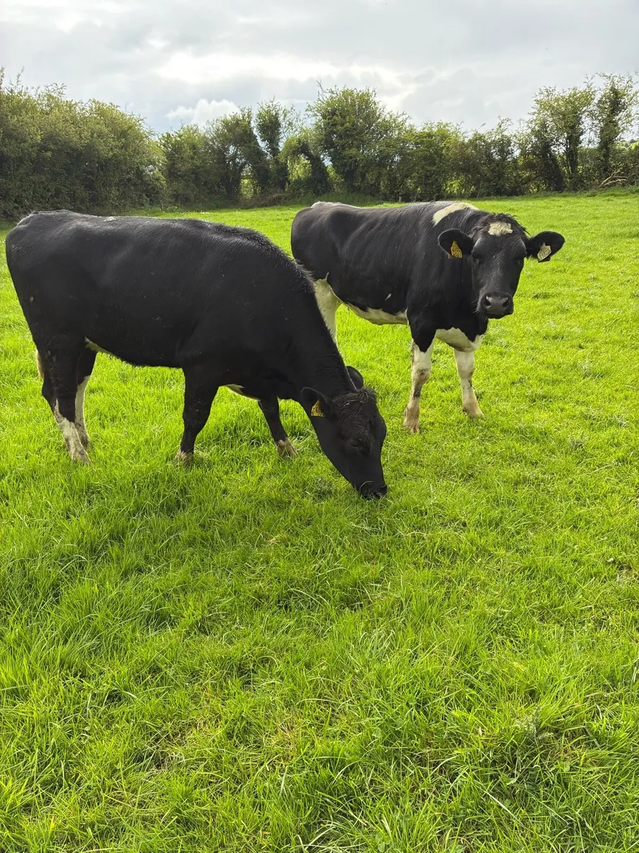 Pedigree maiden heifers - Image 4