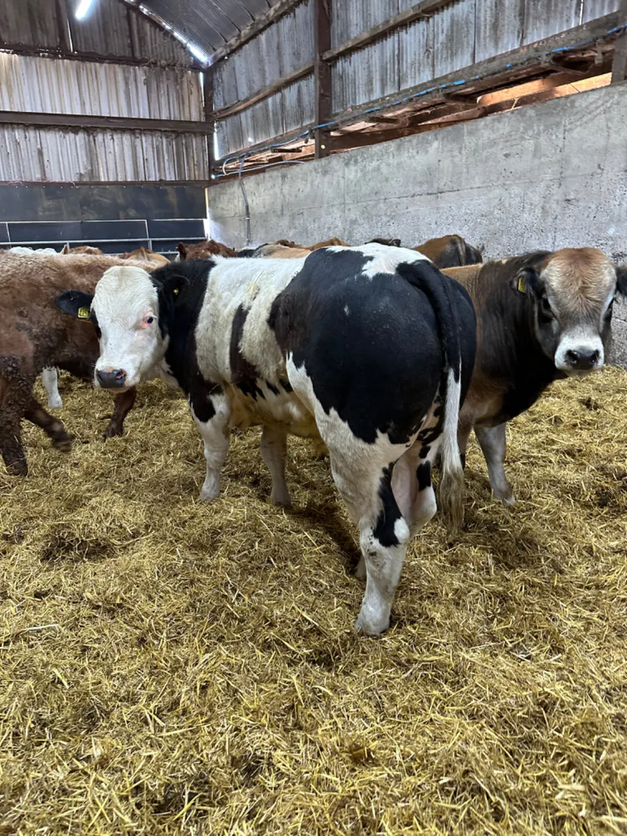 Bulls and bullocks - Image 2