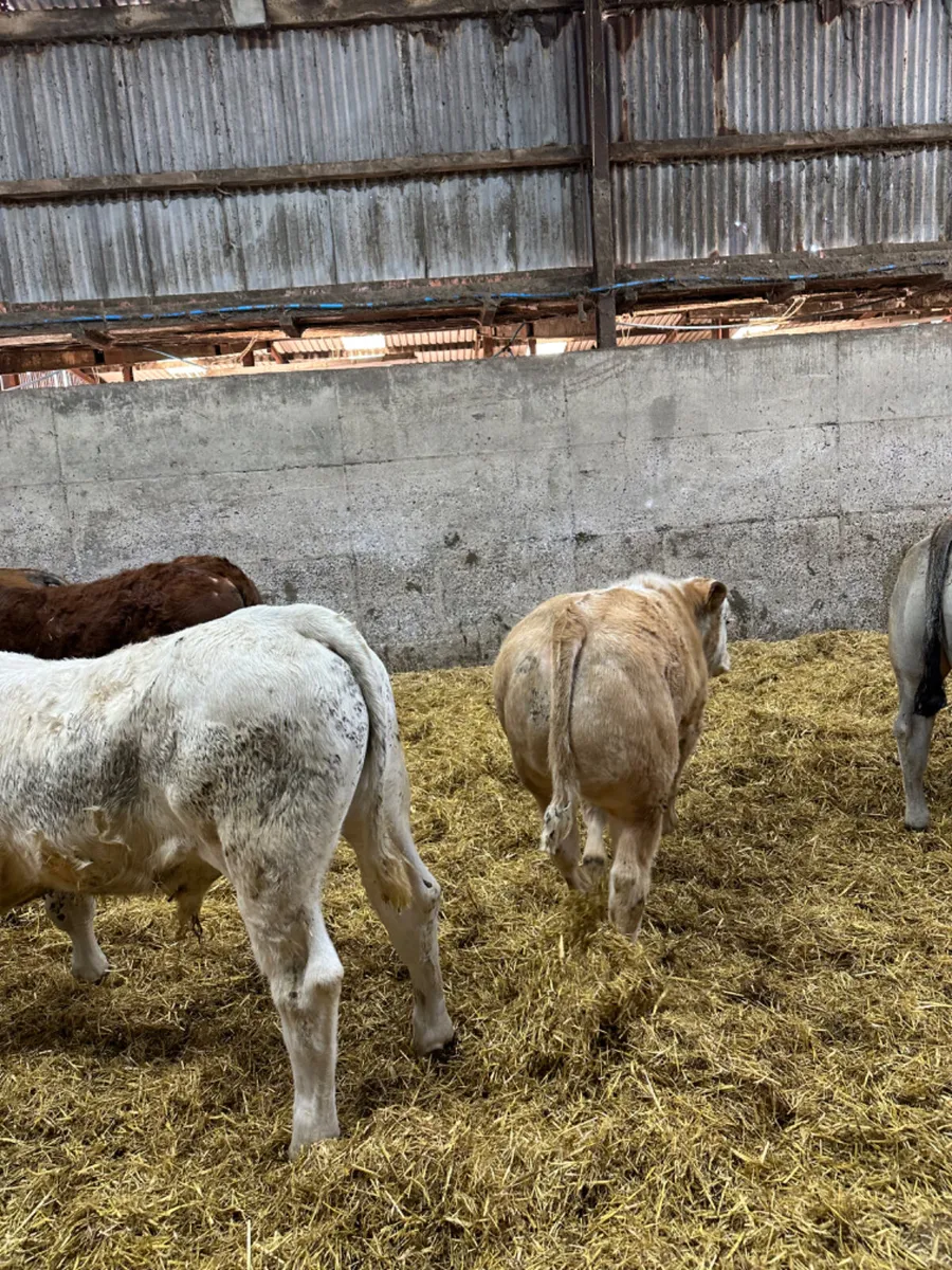 Bulls and bullocks - Image 4