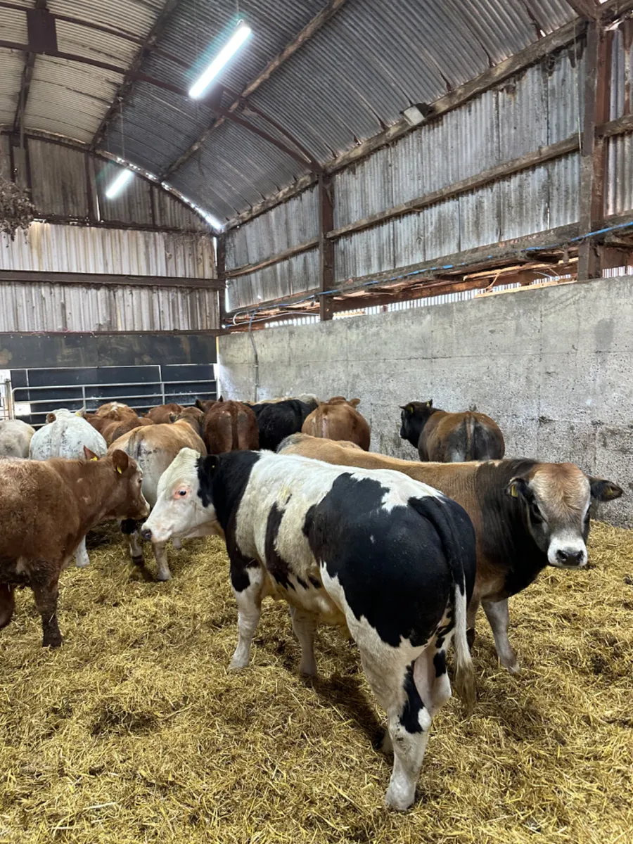 Bulls and bullocks - Image 1