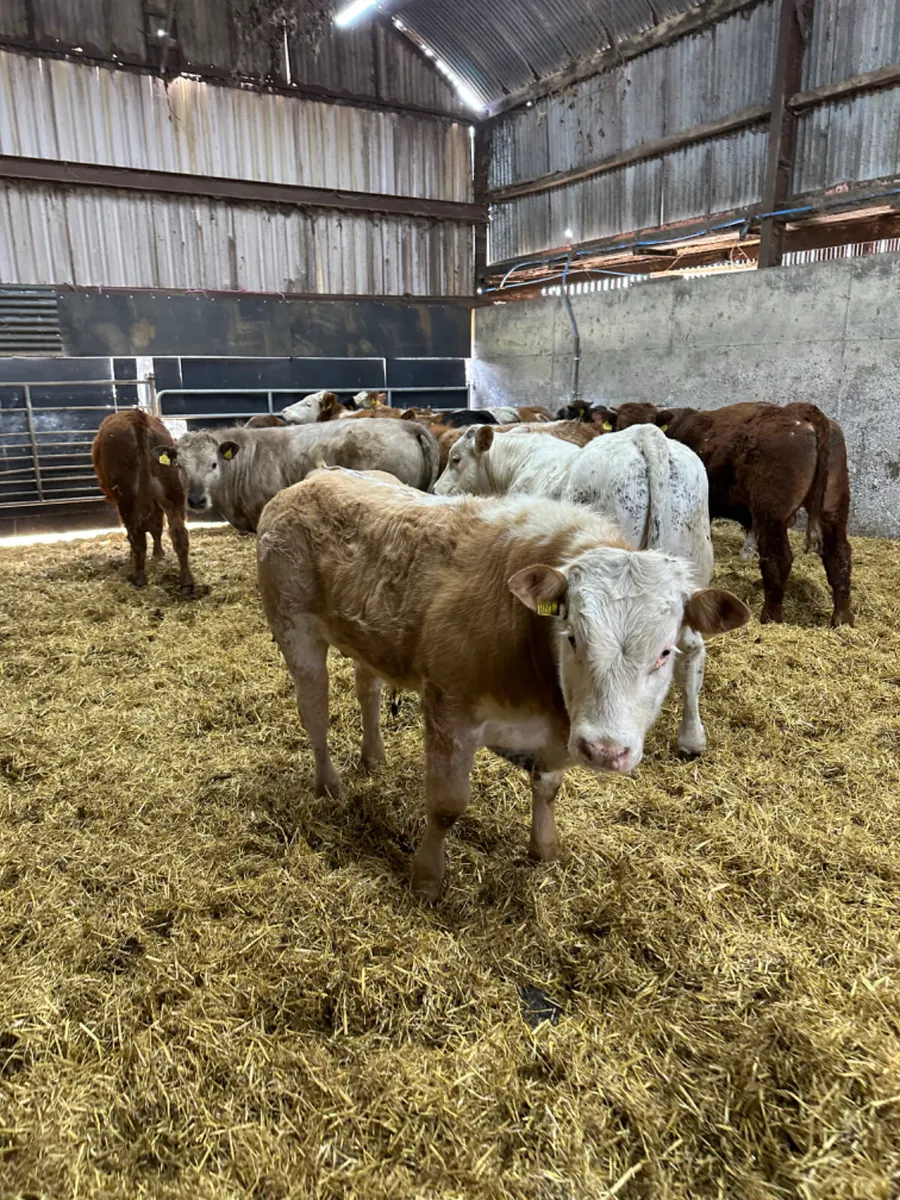 Bulls and bullocks - Image 3