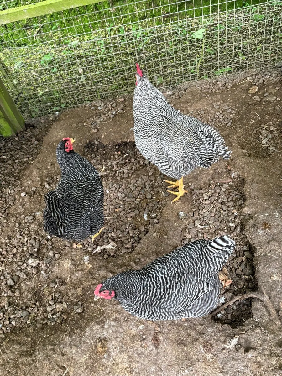 Plymouth Barred rocks - Image 1