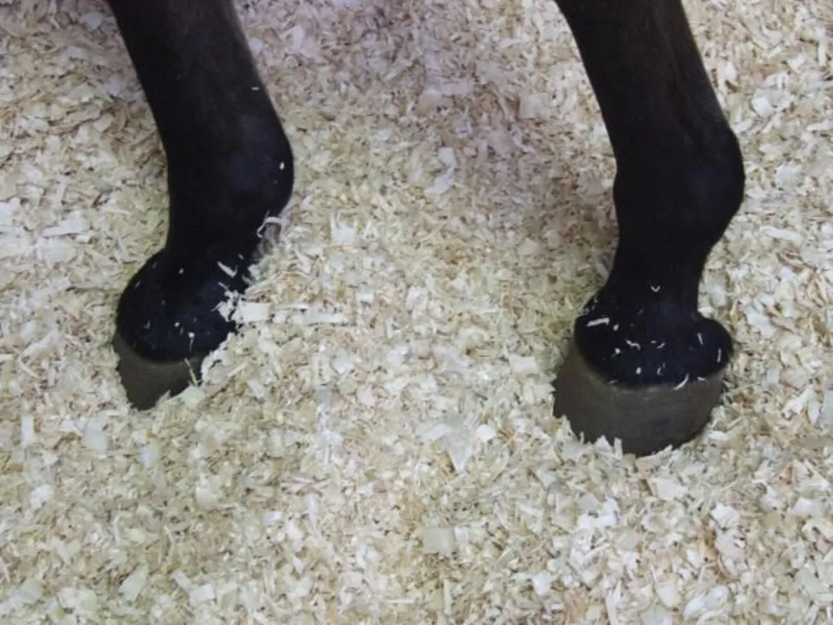 Wood Shavings - Image 2
