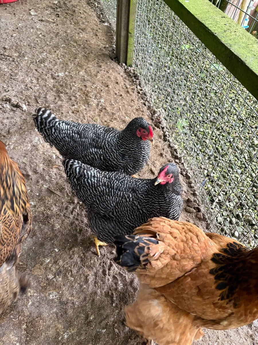 Plymouth Barred rocks - Image 2
