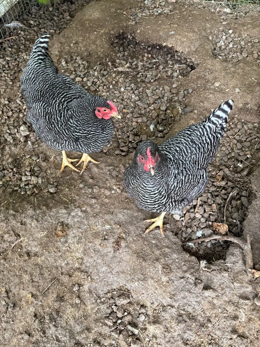 Plymouth Barred rocks - Image 3