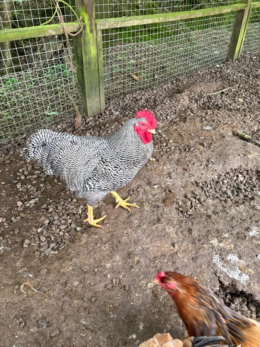 Plymouth Barred rocks - Image 4