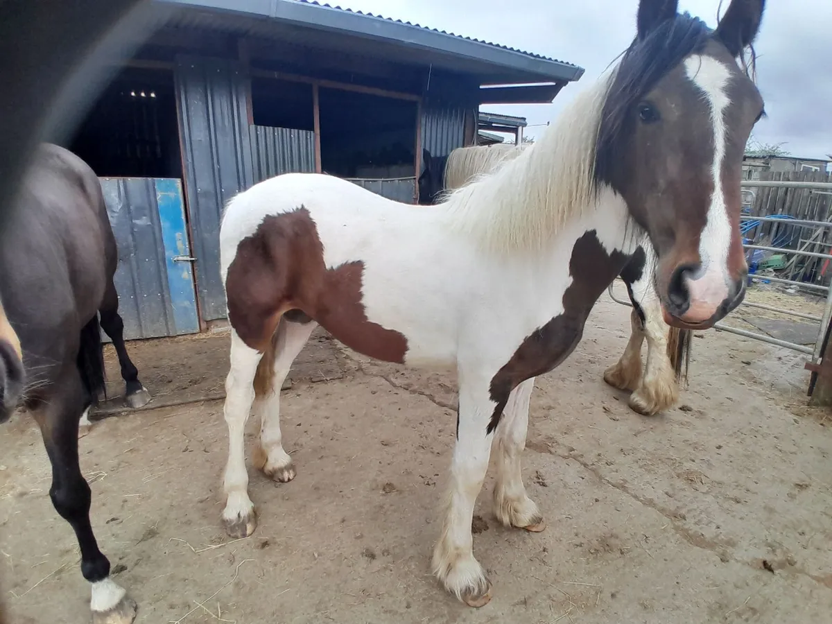 Yearling Filly - Image 1