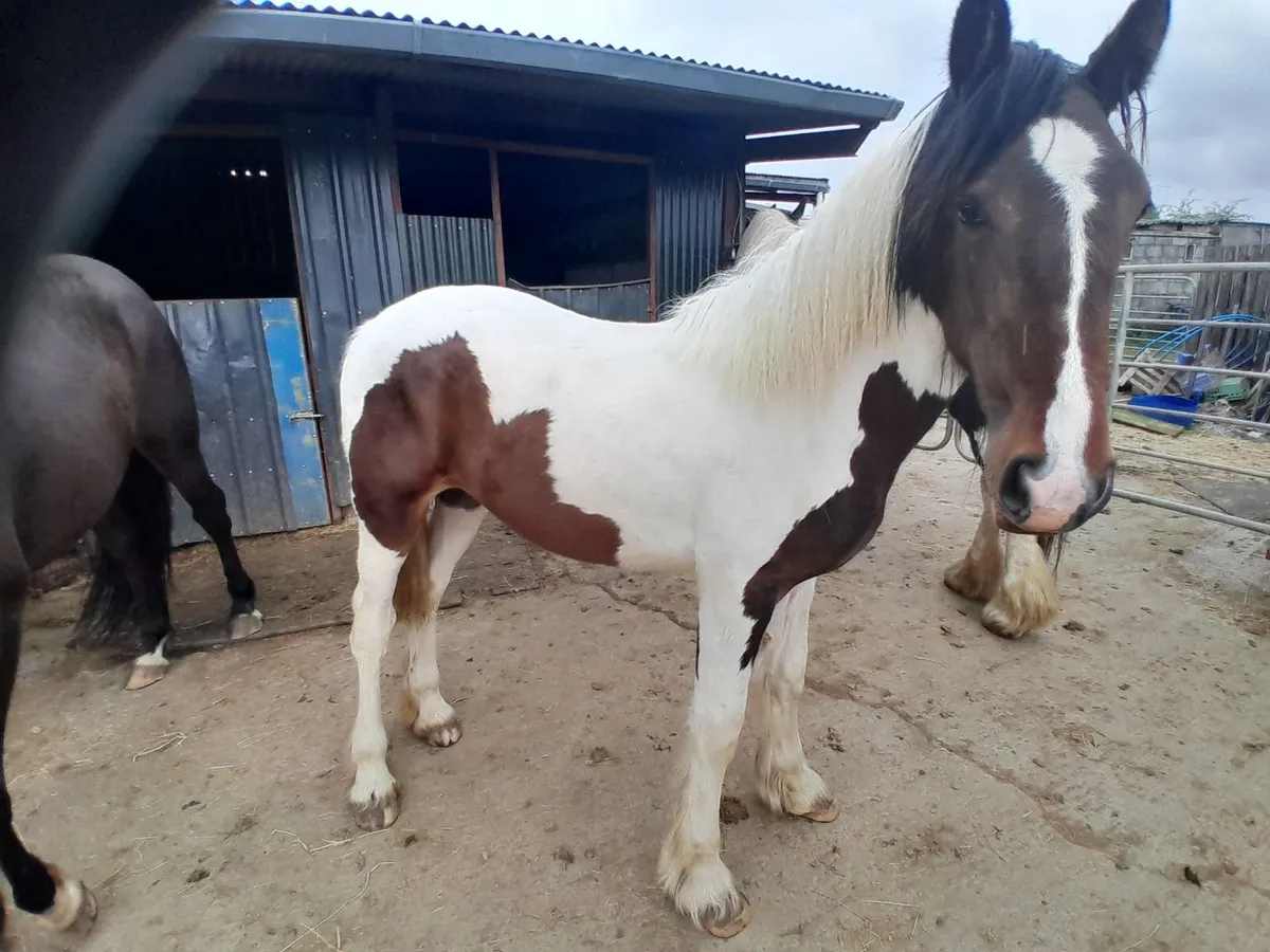 Yearling Filly - Image 2