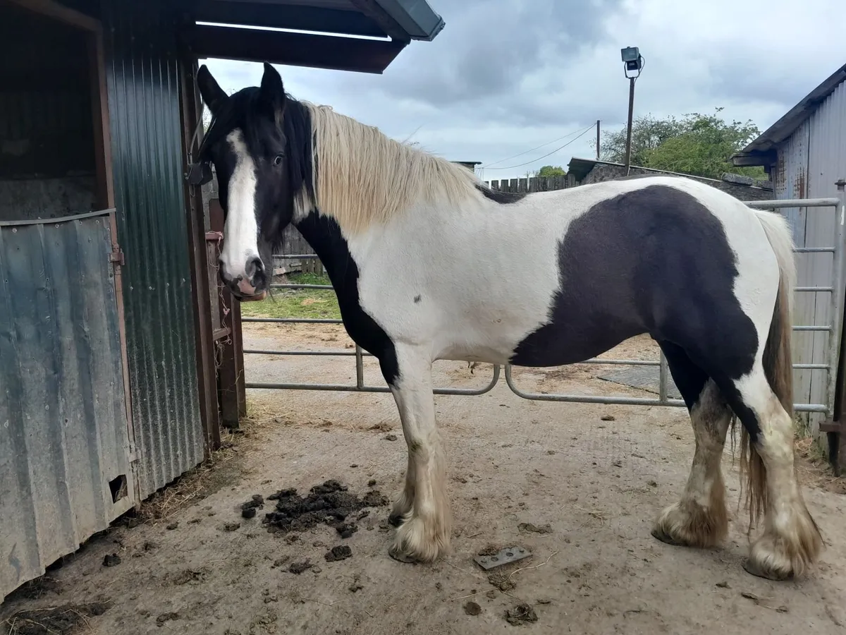 Yearling Filly - Image 3