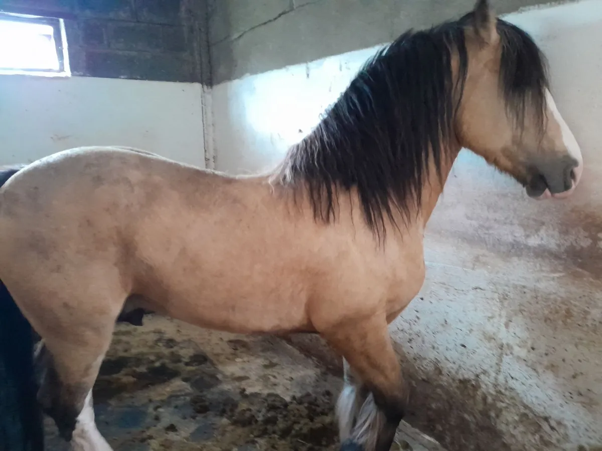 Yearling Filly - Image 4