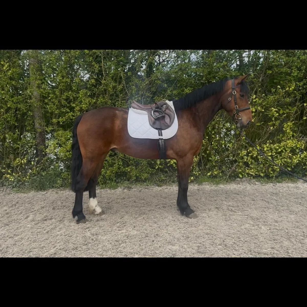 4 year old Gelding - Image 1