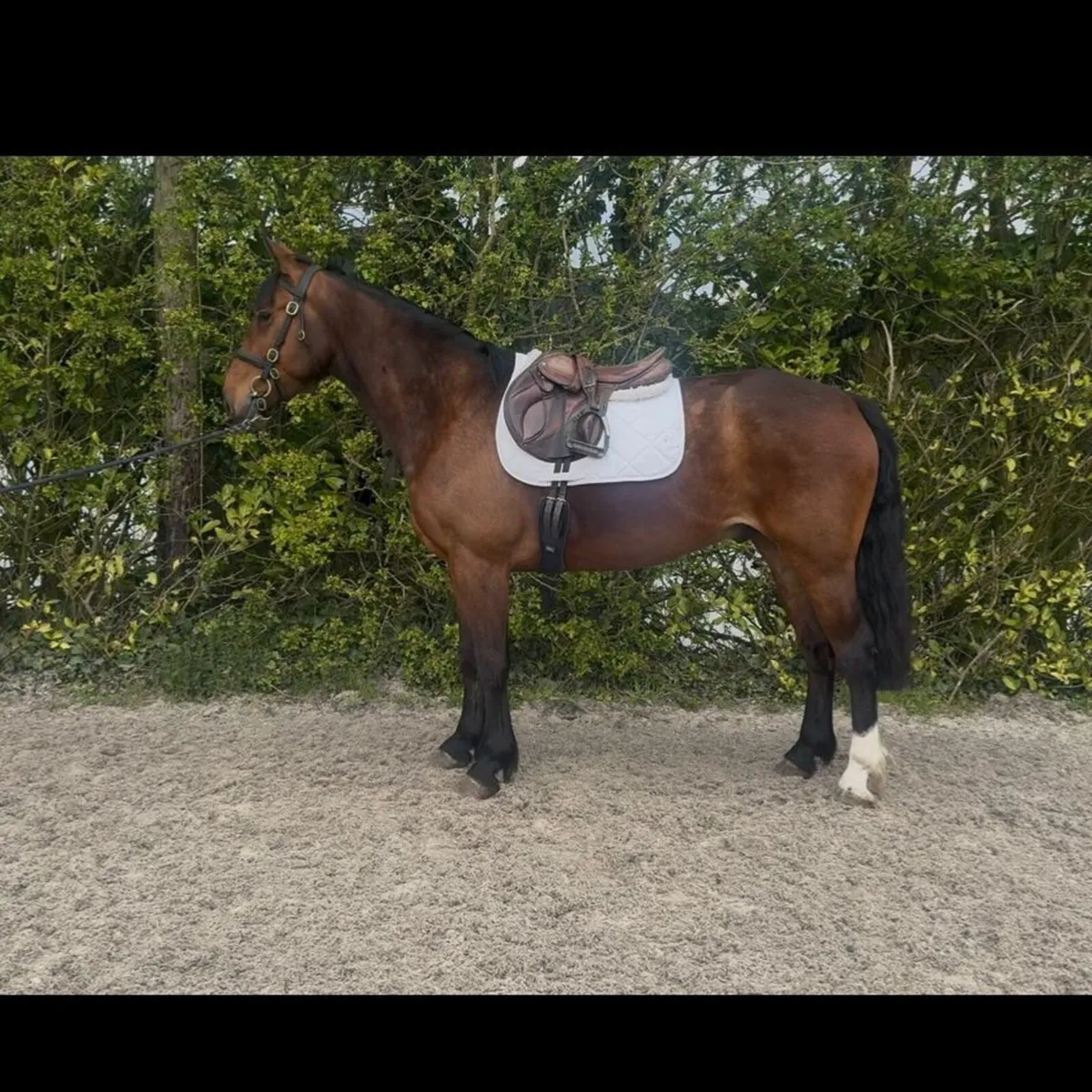 4 year old Gelding - Image 2