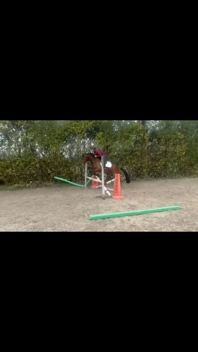 4 year old Gelding - Image 3