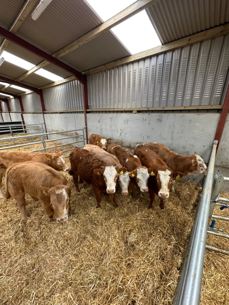 Cow makers - Image 3