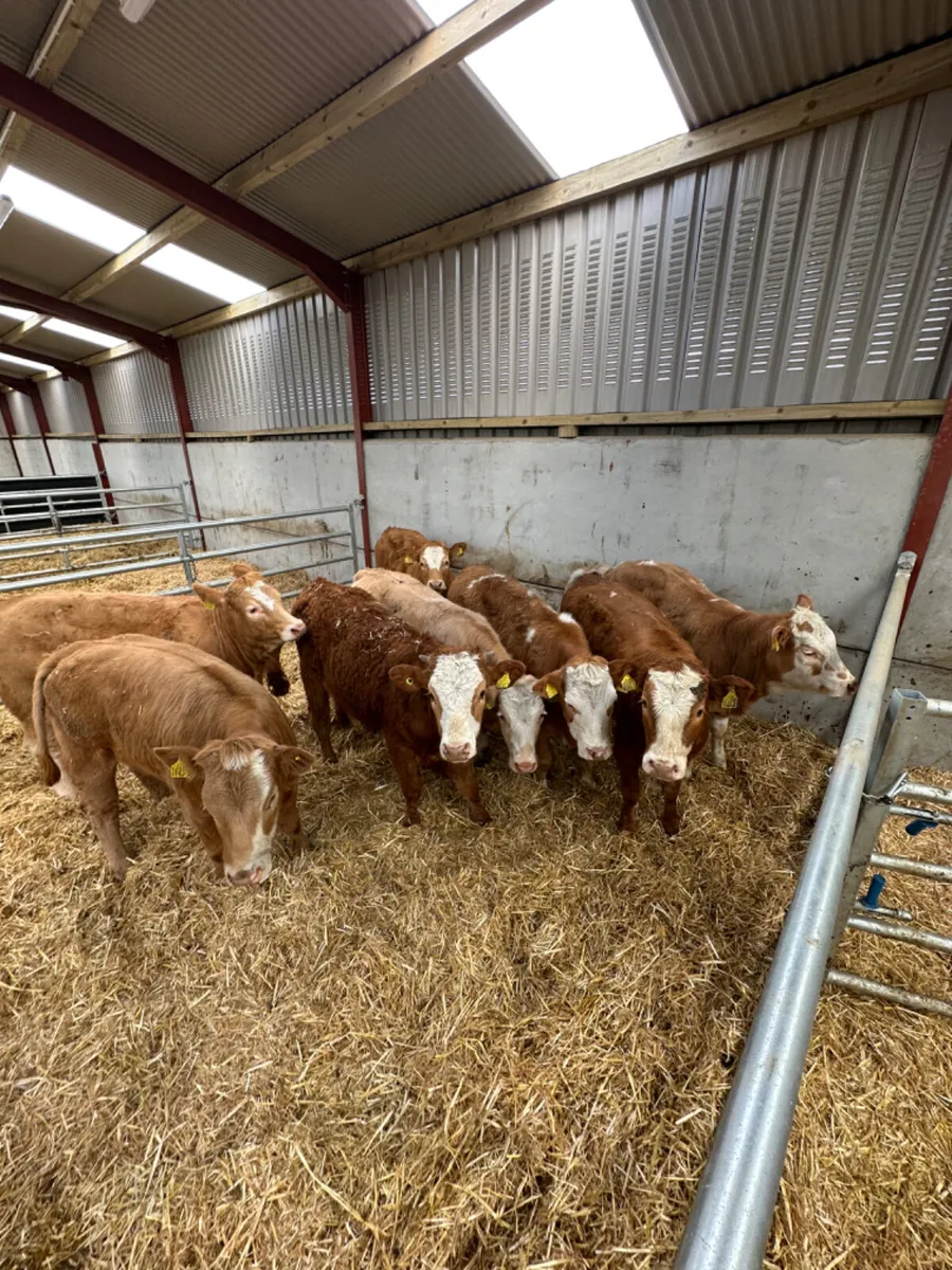 Cow makers - Image 2