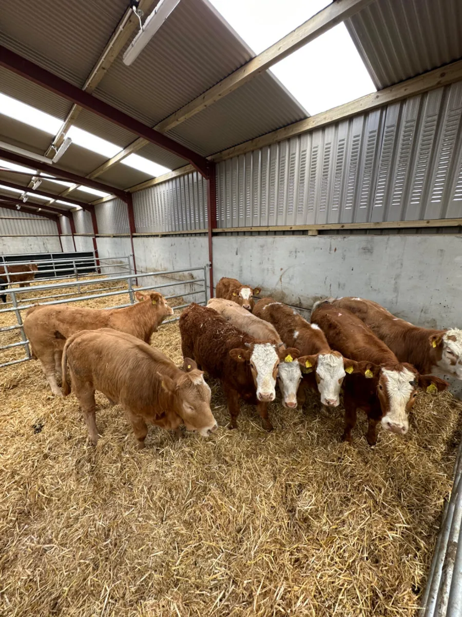 Cow makers - Image 4