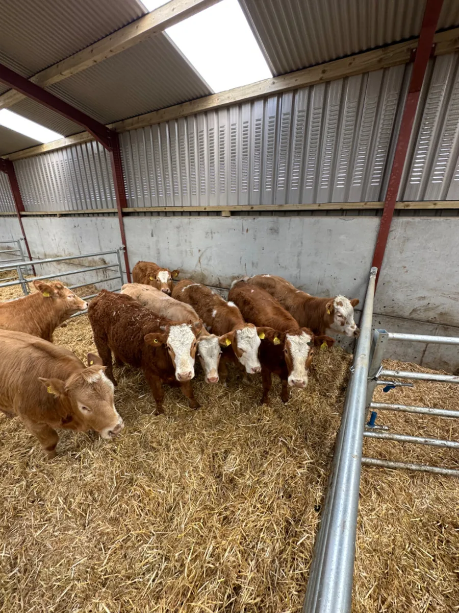 Cow makers - Image 1