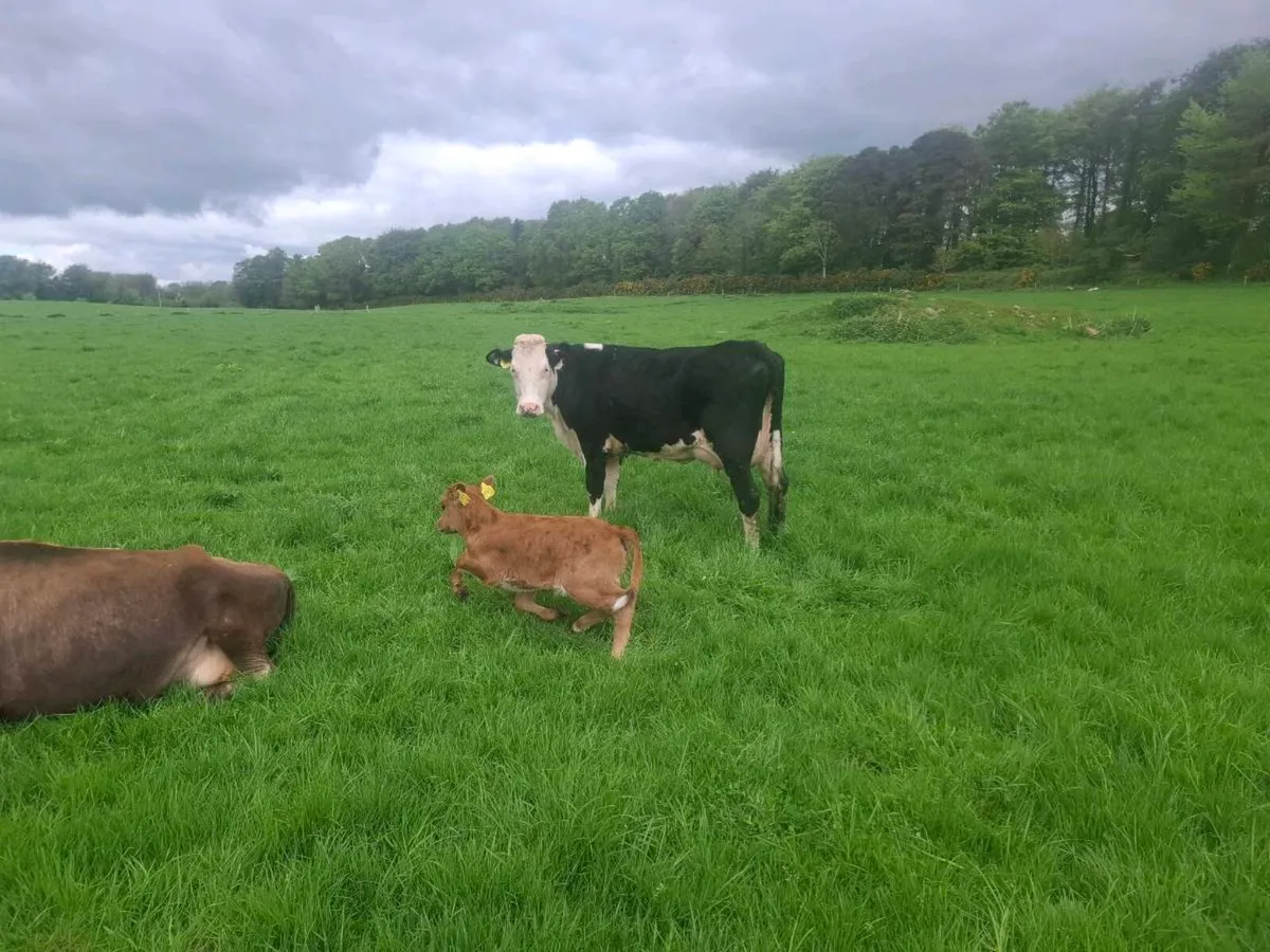Cow and calf - Image 2