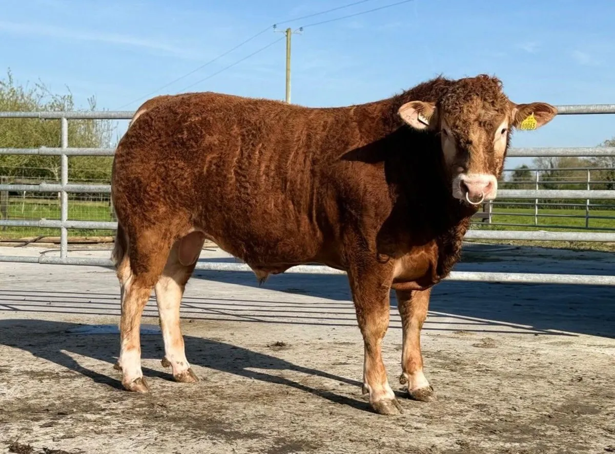 Top Quality purebred Limousin Bull - Image 4