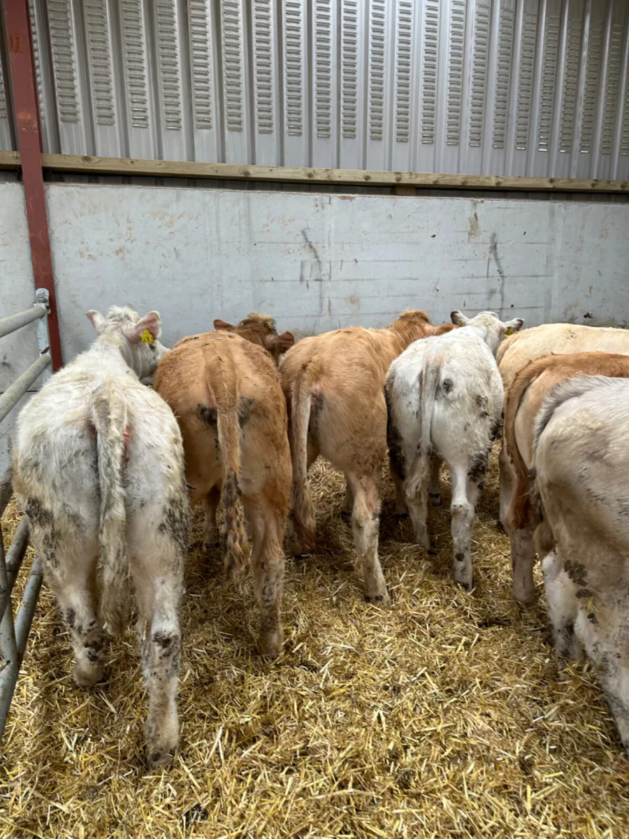 Charolais heifers - Image 3