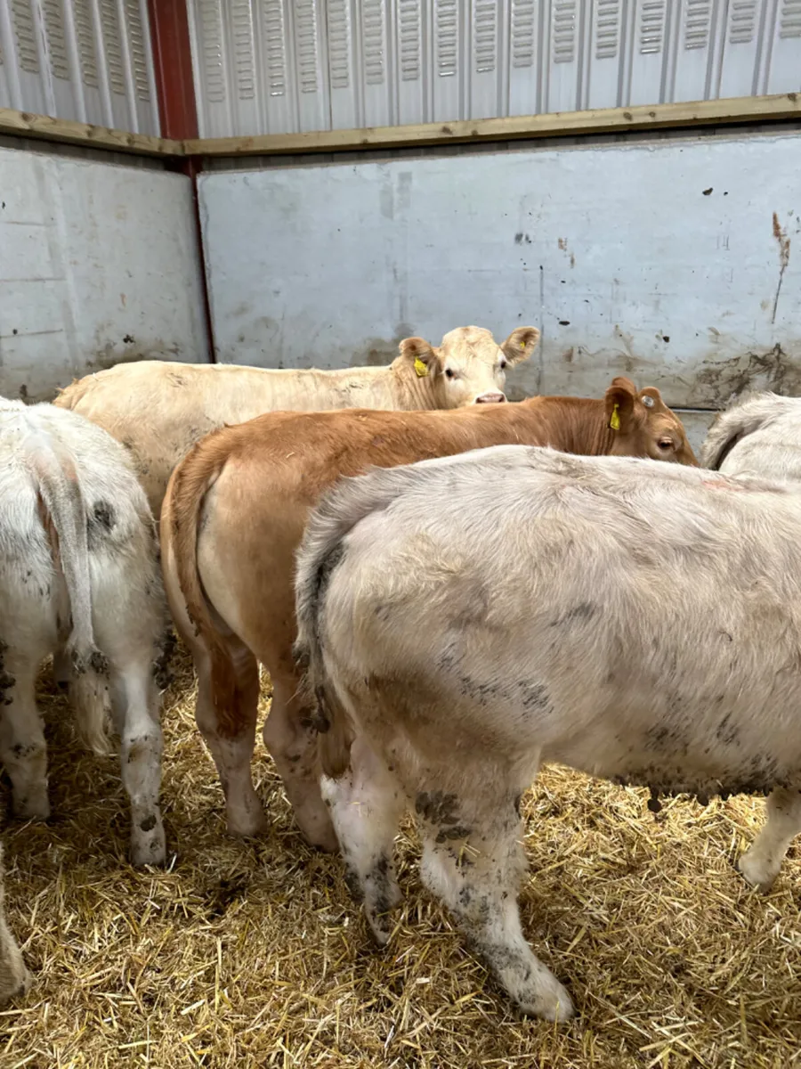 Charolais heifers - Image 4