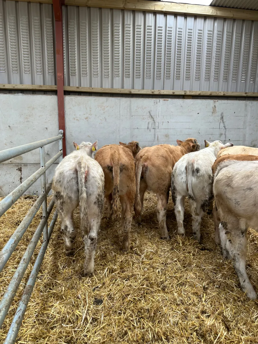 Charolais heifers - Image 1