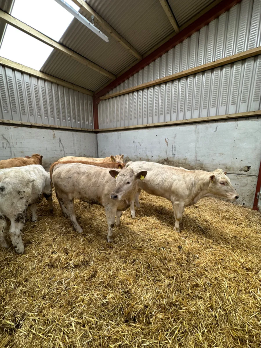 Charolais heifers - Image 2