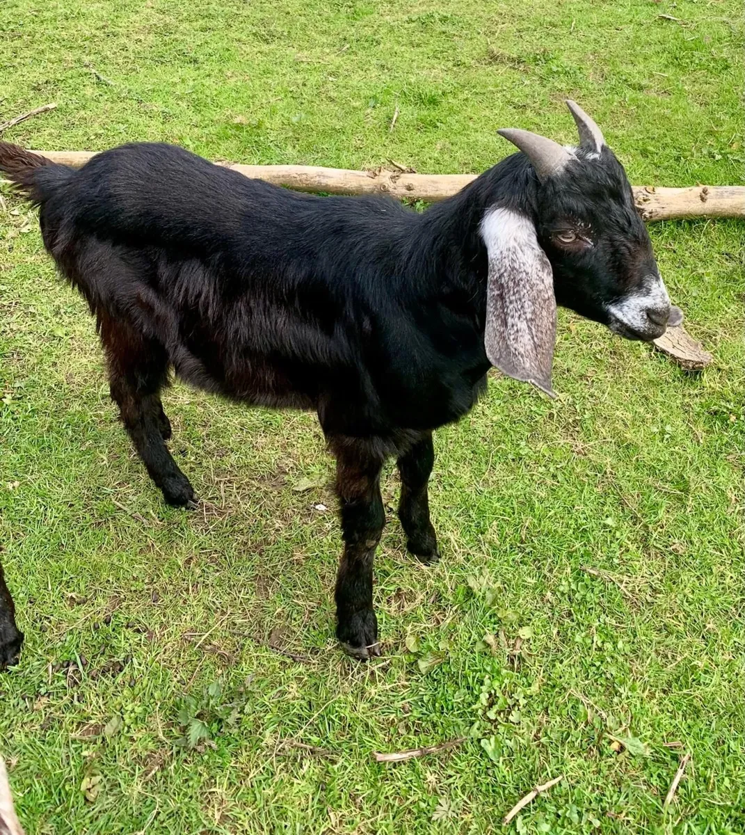 Anglo Nubian intact male goat - Image 1