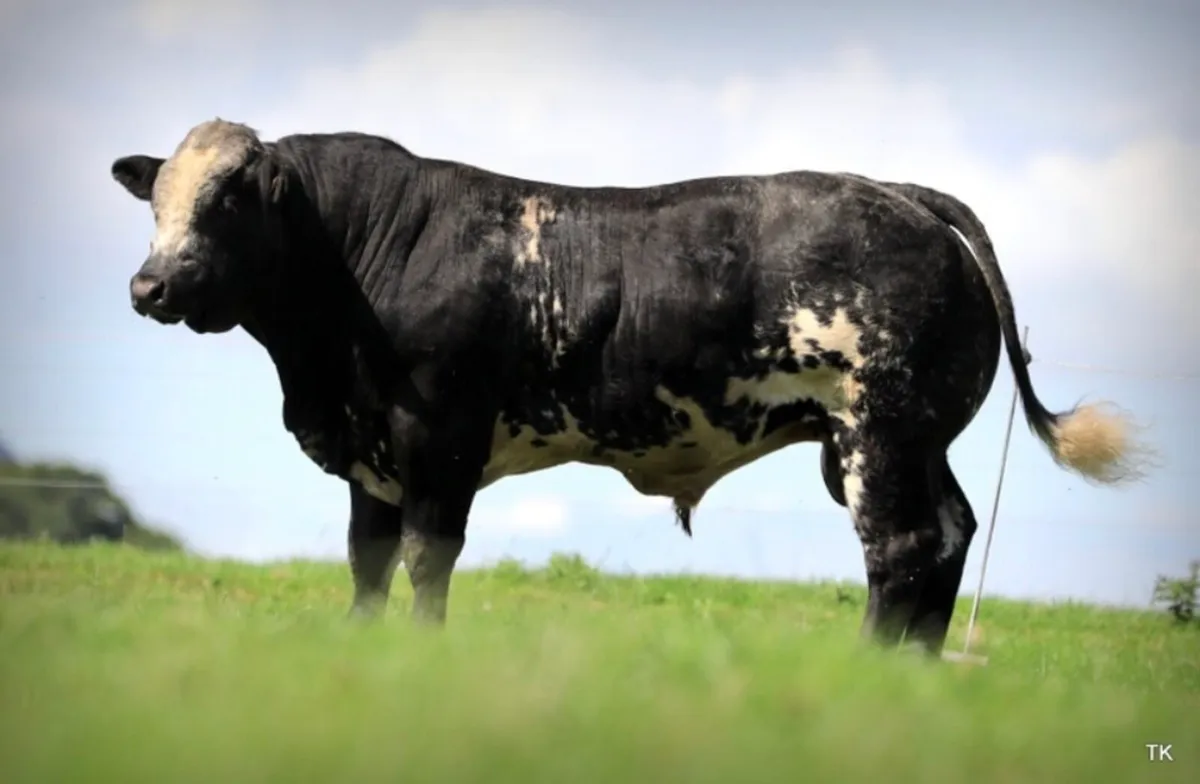 Wanted Pedigree Lim Bull or Hybrid Bull - Image 1