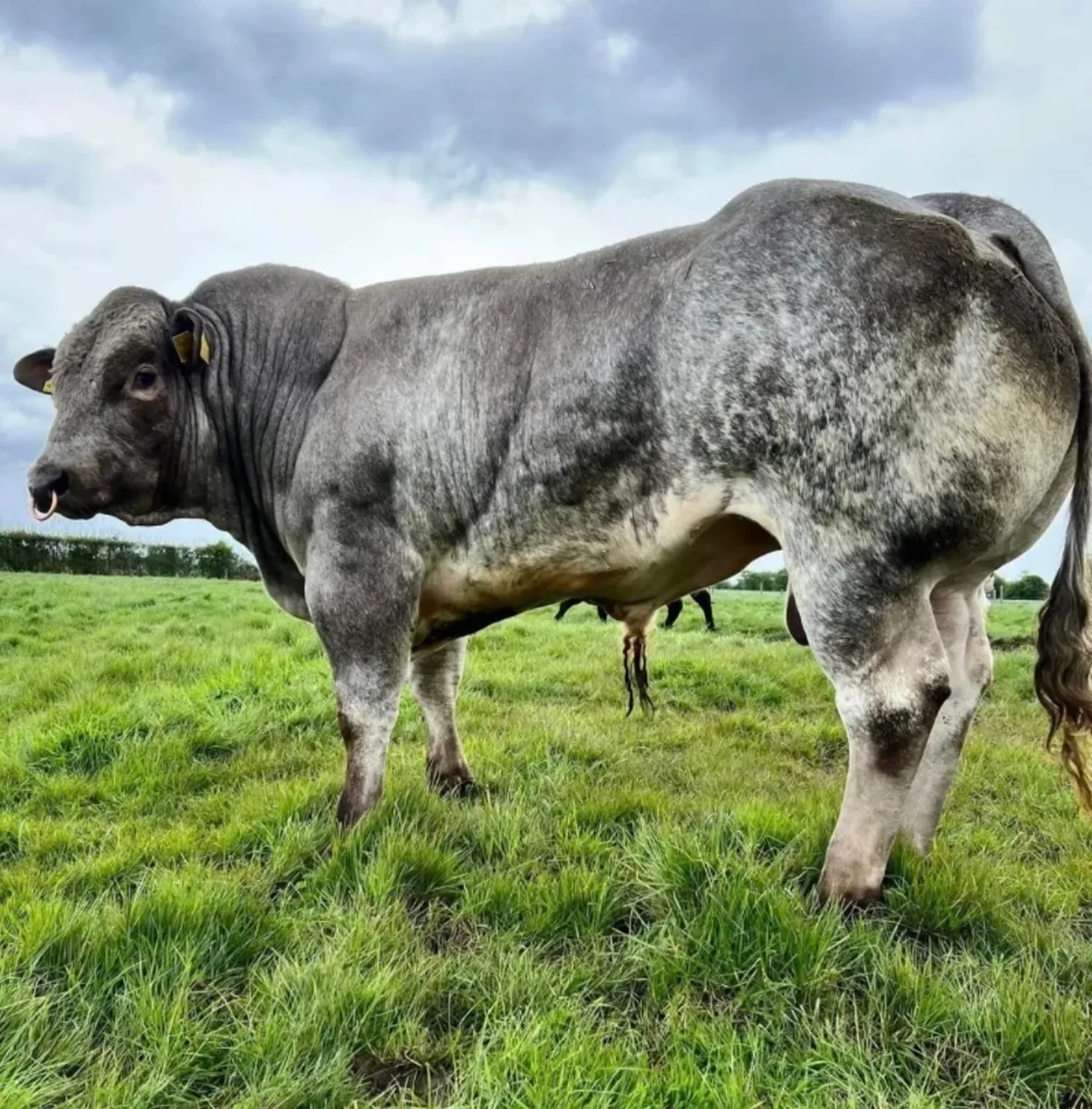 Wanted Pedigree Lim Bull or Hybrid Bull - Image 2