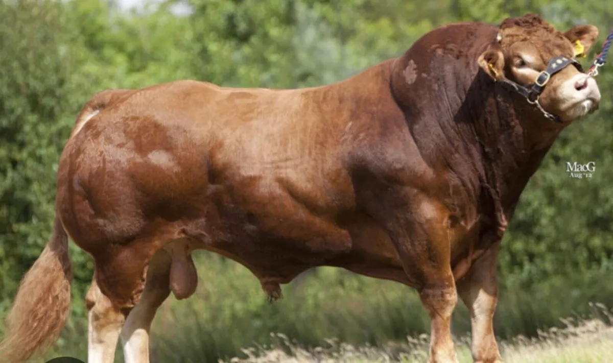 Wanted Pedigree Lim Bull or Hybrid Bull - Image 3