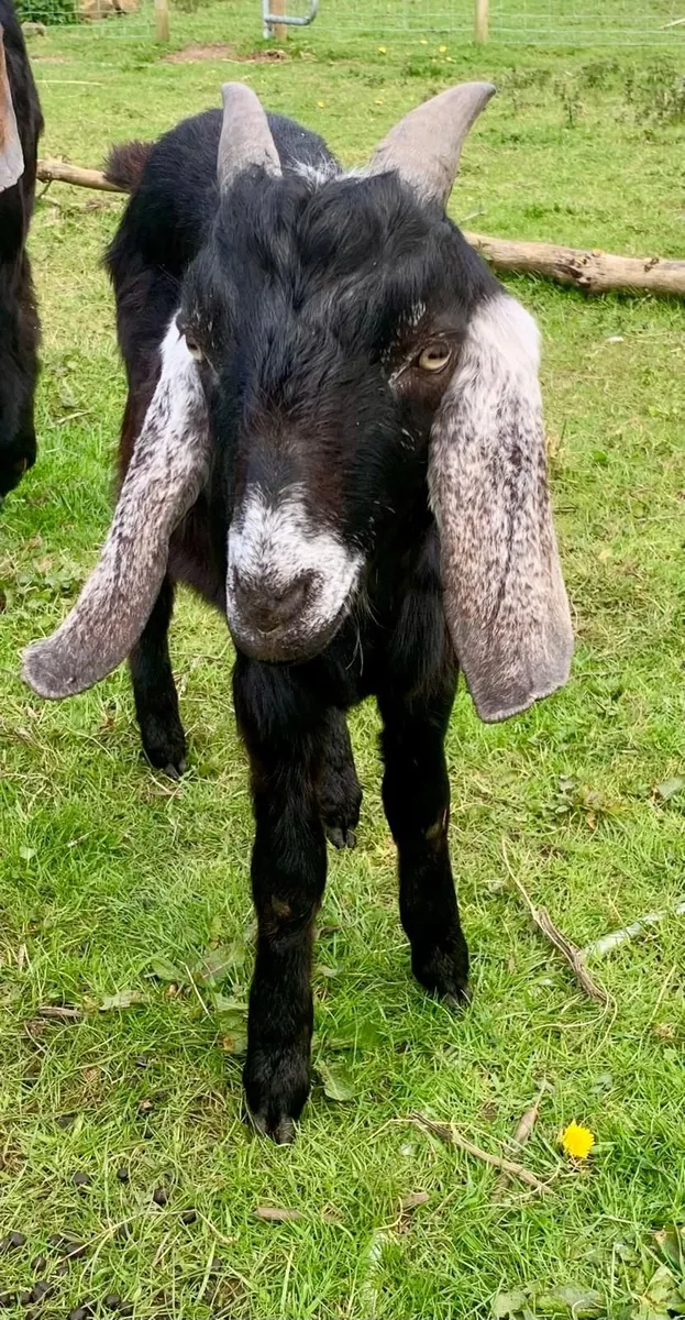 Anglo Nubian intact male goat - Image 2