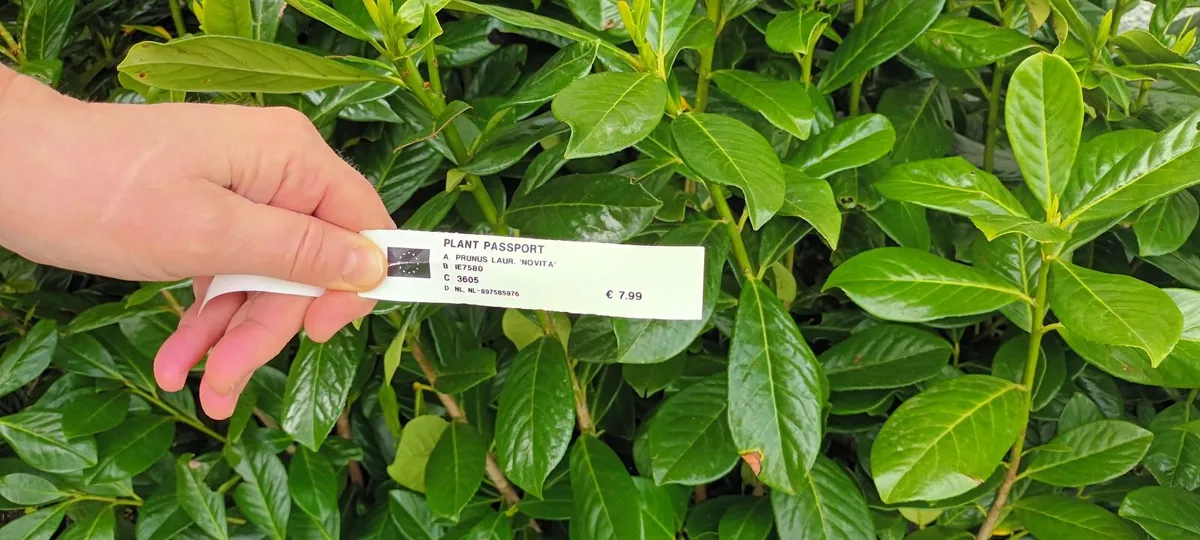 Hedging plants - Image 1