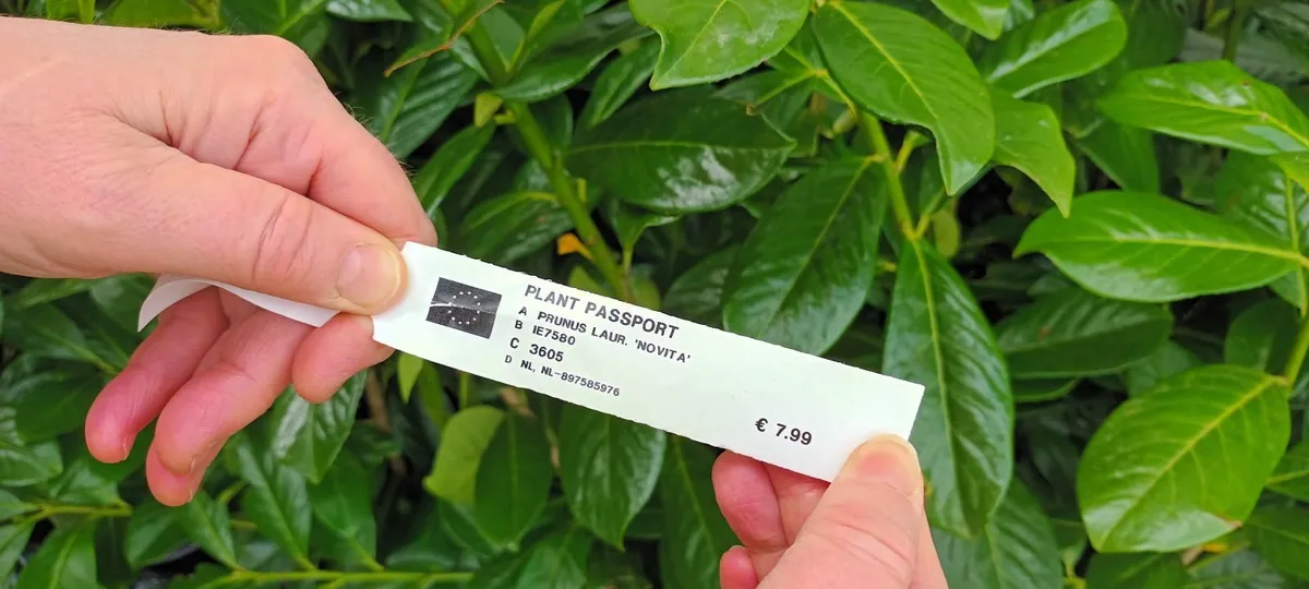 Hedging plants - Image 2