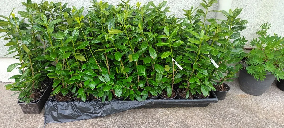 Hedging plants - Image 3