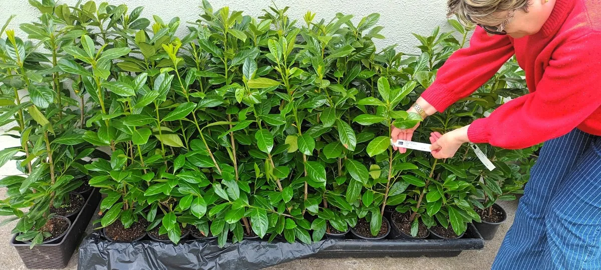 Hedging plants - Image 4
