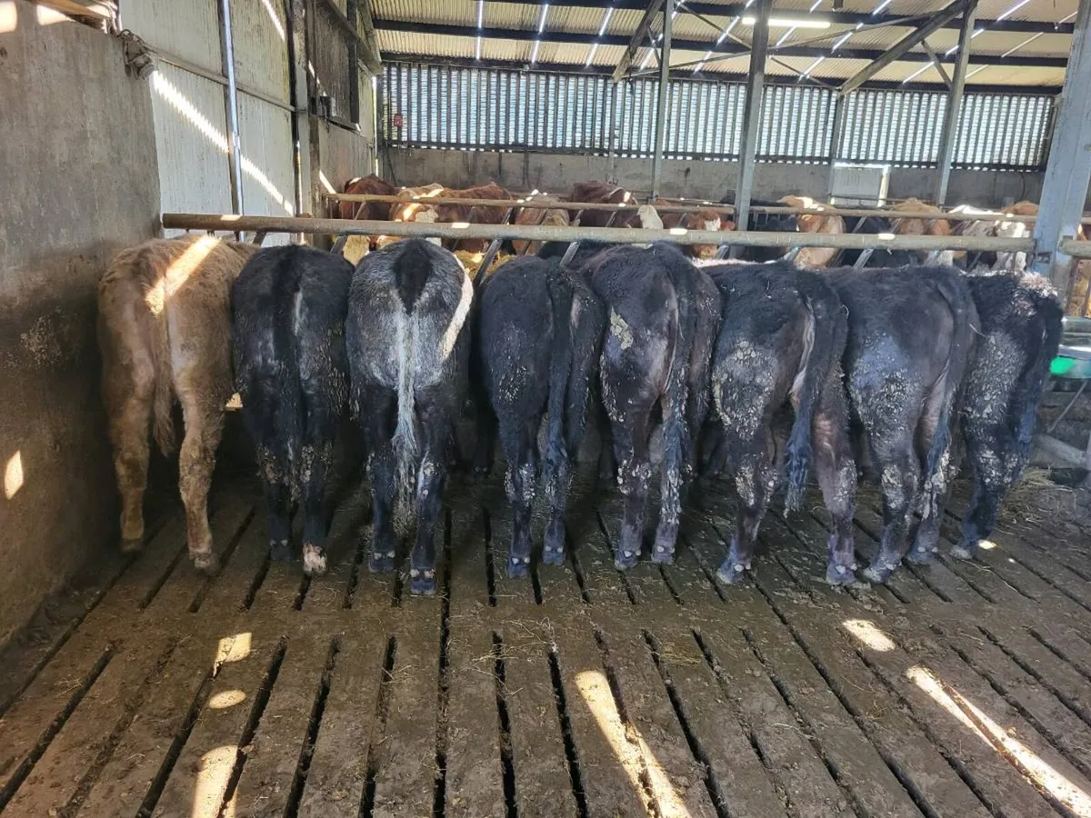 Organic Angus Heifer weanlings - Image 2