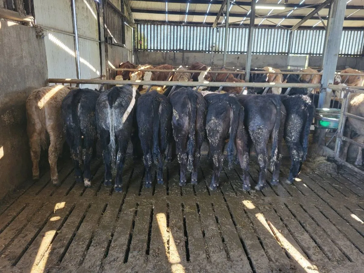 Organic Angus Heifer weanlings - Image 3