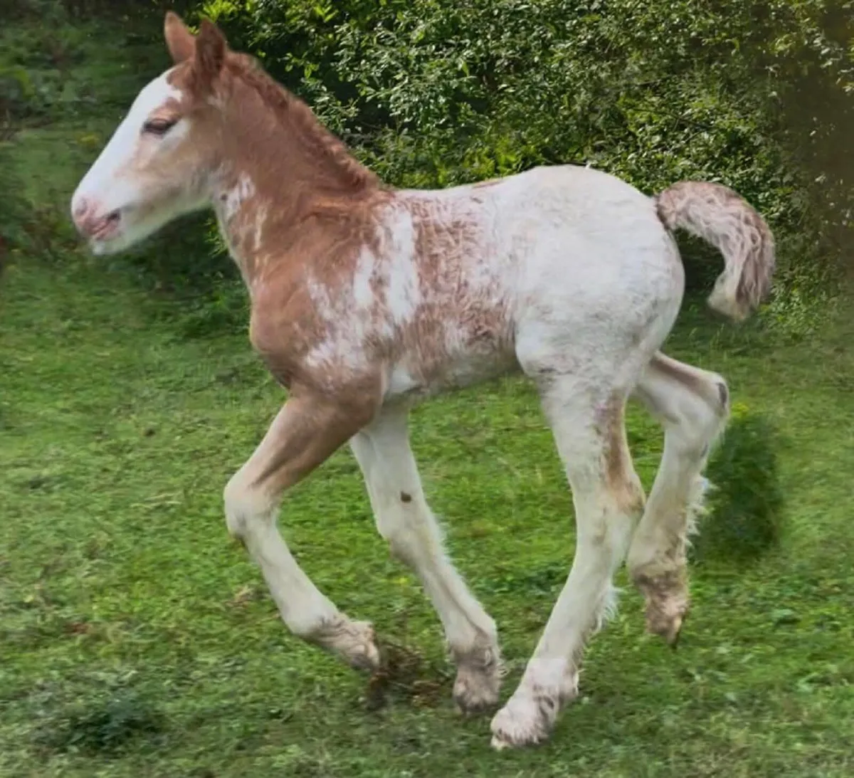 Hermit Armani at stud €300 - Image 1