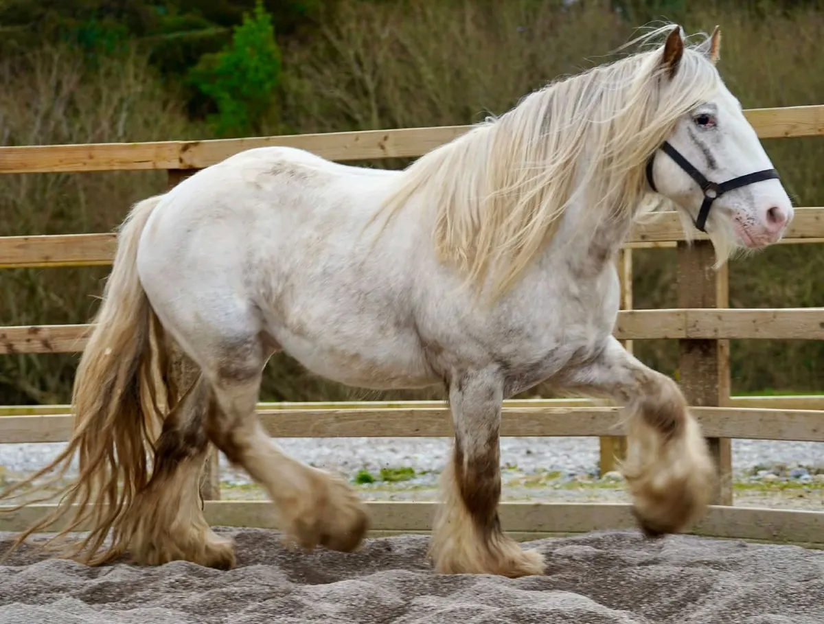 Hermit Armani at stud €300 - Image 2