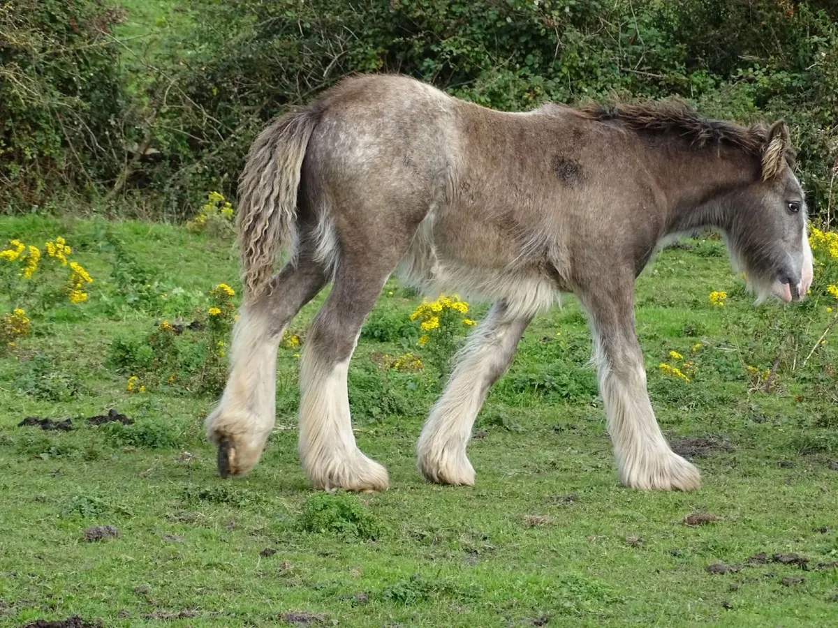 Hermit Armani at stud €300 - Image 4