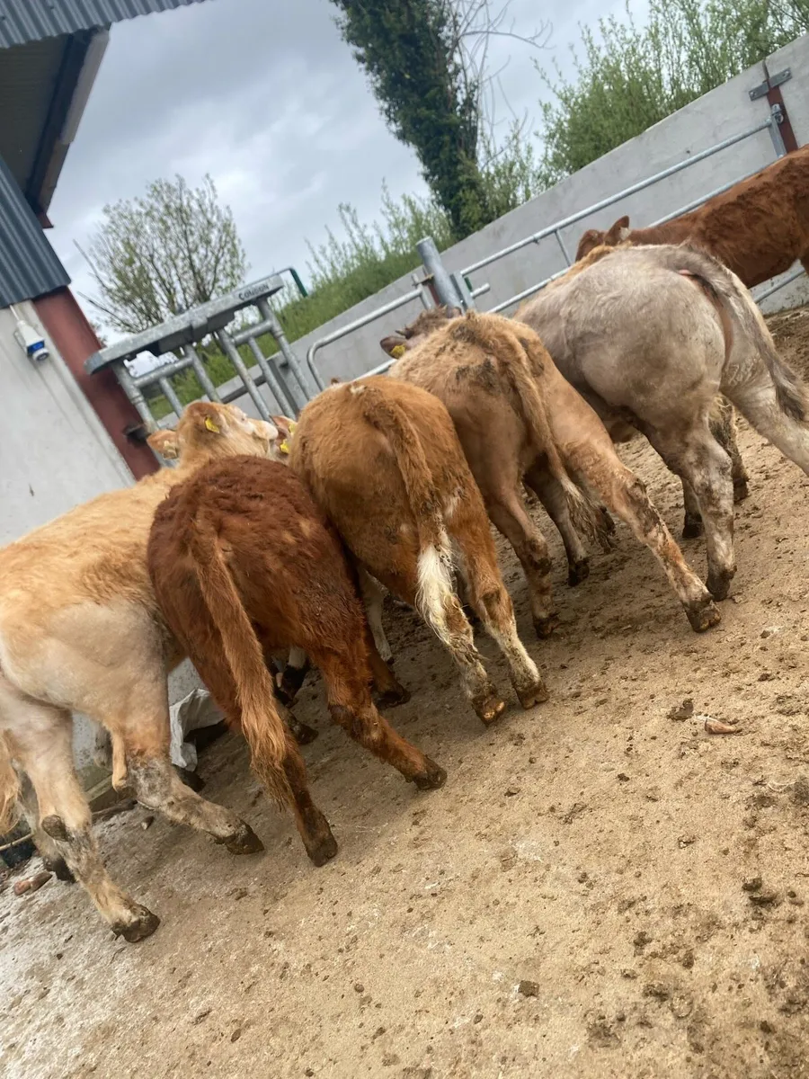 10 suckler bred heifer weanlings - Image 1