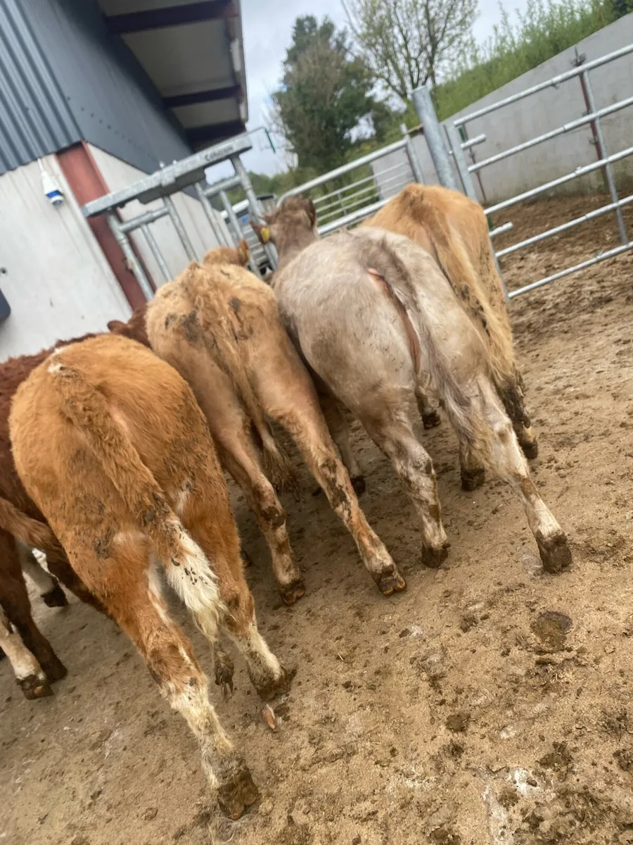 10 suckler bred heifer weanlings - Image 2