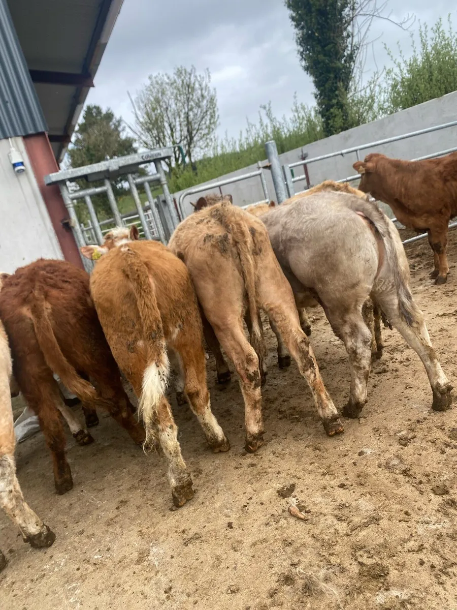 10 suckler bred heifer weanlings - Image 3