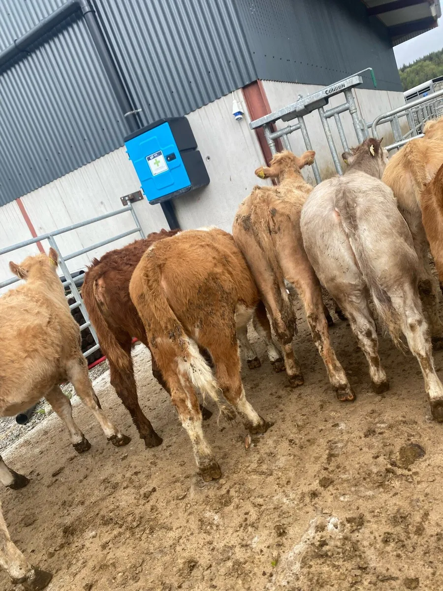 10 suckler bred heifer weanlings - Image 4