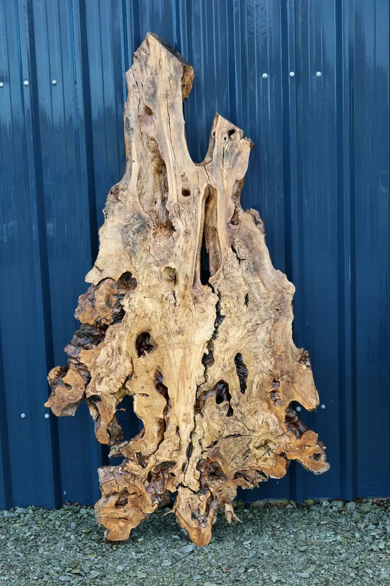 Century Old Turkish Olive Wood & Black Walnut slab - Image 2