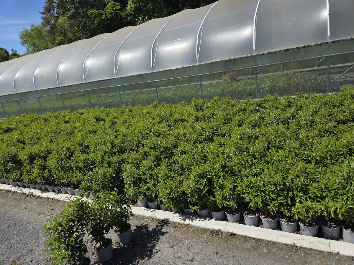 Portuguese Laurel Hedging 3ltr pots 40-60cm - Image 2